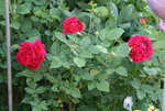 Rose Alfred Colomb0221.JPG
