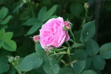 Rose Louise Odier   0521.webp