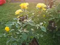 20210618_210224.webp
