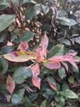 PXL_20210618_190203857.jpg
