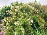 Rose Ghislaine 1.jpg