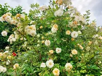 Rose Ghislaine 2.webp