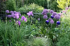 Juni    1421.webp