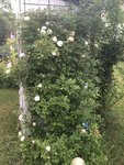 IMG_2085.JPG