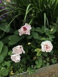 IMG_2084.JPG