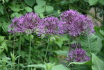 Allium1218.JPG