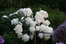 Pfingstrose Maxima 0221.webp