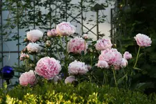 Pfingstrose Sarah Bernhardt0321.webp