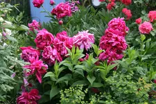 Pfingstrosen2019.webp