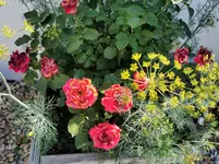 IMG_20210619_093454.webp
