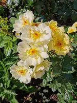 IMG_20210619_093354.webp