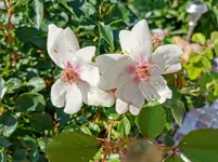 IMG_20210619_093408.webp