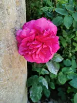 IMG_20210619_093503.webp