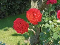 IMG_20210619_093432.webp