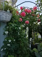 IMG_20210613_194936.webp