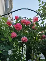 IMG_20210613_194926.webp
