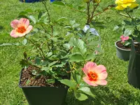 20210619_145929.webp