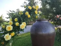 20210619_071025 v.webp