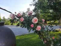 20210619_071107 v.webp