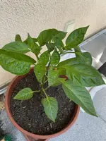 Paprika groß.webp