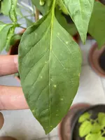 Chili Blatt.webp