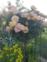 20210619_070809 ver.webp