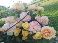 20210619_070824 ver.webp