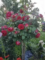 20210619_070907 (2)ver.webp