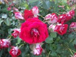 20210619_070924 v.jpg
