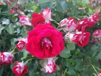 20210619_070924 v.webp