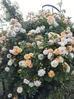 20210619_073140 v.webp