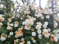 20210619_071243 v.webp