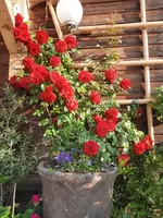 20210619_073616 v.webp