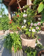 20210619_082119 v.webp