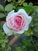 20210616_203132 (1)v medailon.webp