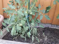 20210619_181528.webp