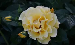 2021rsn06.webp