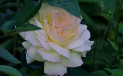 2021rsn08.webp