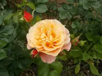 orange.webp orange.webp