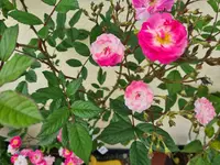 20210620_120234.jpg