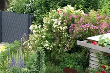 Rosenbogen 4.webp