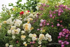 Rosenbogen 1.webp