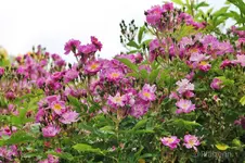 Rosenbogen 2.webp