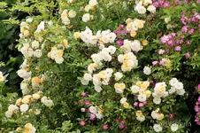 Rosenbogen 5.webp