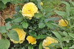 Rose Friesia 2.jpg