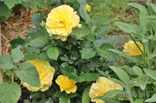 Rose Friesia 2.webp
