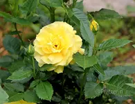 Rose Friesia 1.webp