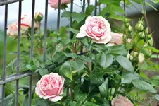 Rose Giardina 2.webp