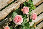 Rose Giardina 1.jpg