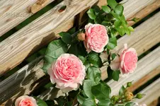 Rose Giardina 1.webp